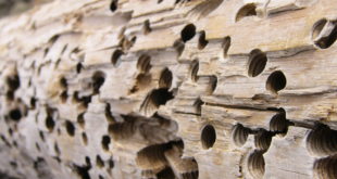 travi di legno divorate da insetto