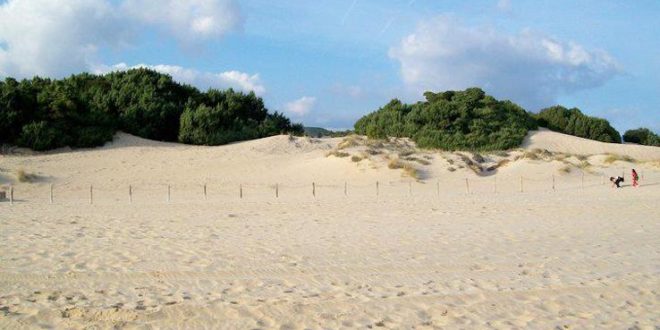 dune chia