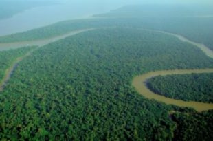 Una vista delle foreste pluviali in Amazzonia