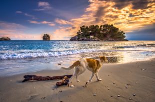 spiagge libere cani