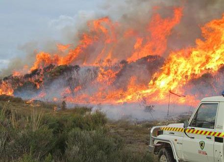 Incendi: petizione, piantare 100 milioni di alberi in 5 anni