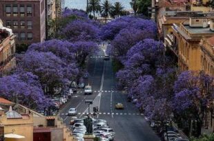 Taglio pini e Jaracanda a Cagliari, la città si divide
