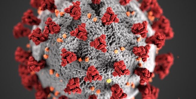 Il rinovirus potrebbe bloccare il Coronavirus, lo studio