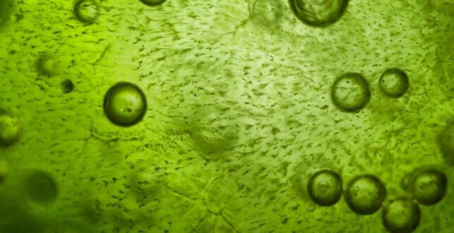 Microalghe: Alga Spirulina