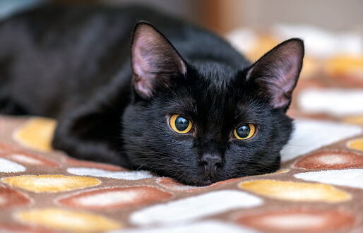 ‘Effetto gatto nero’, ecco perché siamo superstiziosi