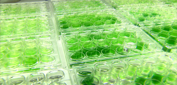 Microalghe marine in laboratorio