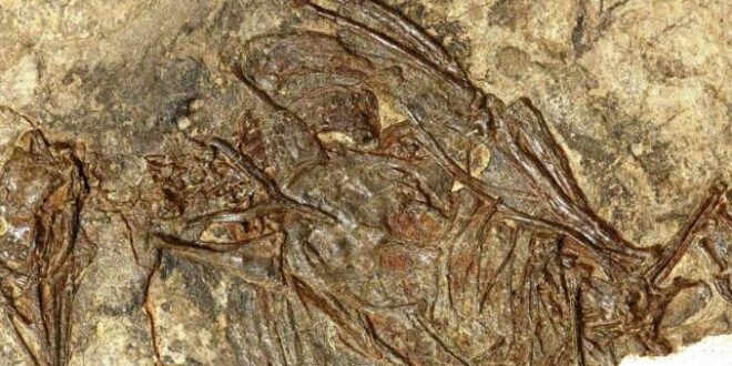 Fossile di uccello di 120 milioni di anni fa
