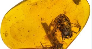 Piccola rana di 99 milioni di anni fa ritrovata nell’ambra