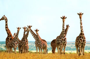 Una grande famiglia: la socialità delle giraffe