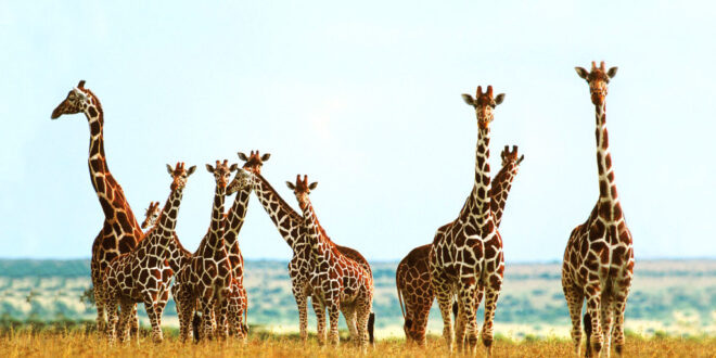 Una grande famiglia: la socialità delle giraffe