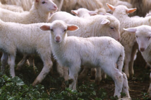 etichette false agnello Sardegna