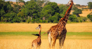 Cosa fanno tutto il giorno le giraffe?
