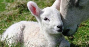 Coldiretti: per l’agnello igp serve un’azione di filiera