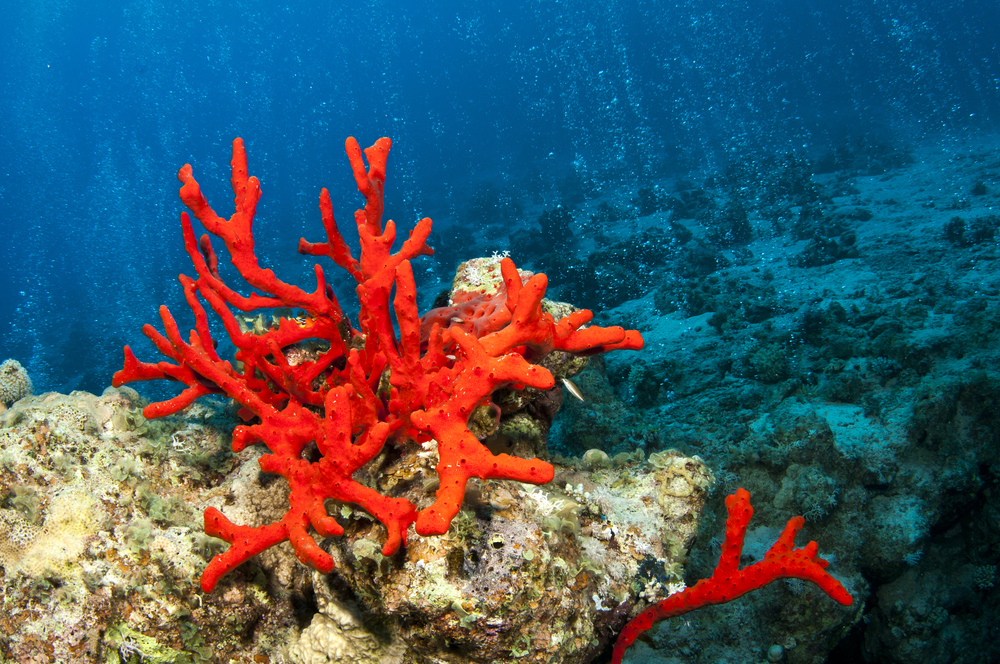 Alcuni coralli resistono all'aumento delle temperature - Unica Radio