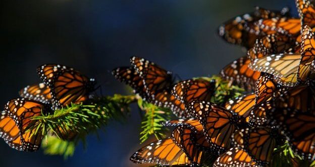 farfalla monarca