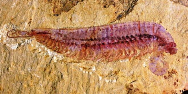 Fossile di Animale marino di 520 milioni di anni fa