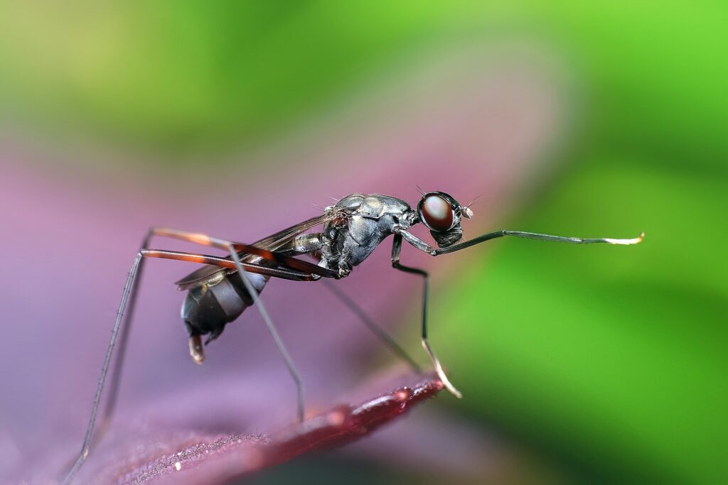 Le formiche coltivano funghi da 60 milioni di anni