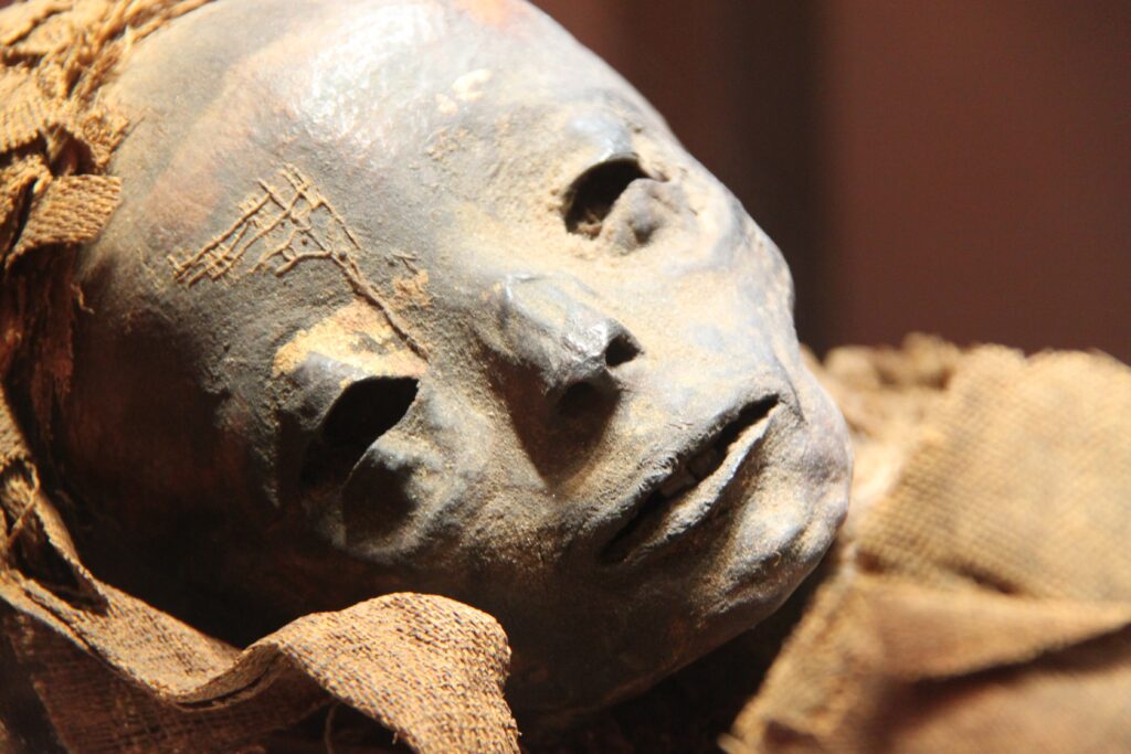 mummie ricerca