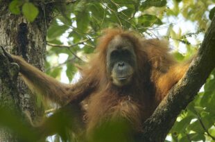Un nuovo primate: l’orango di Tapanuli