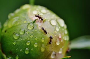 Le formiche coltivano funghi