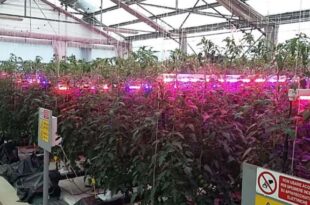 LED rossi ottimi per piante di pomodoro