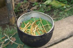 Tè ayahuasca