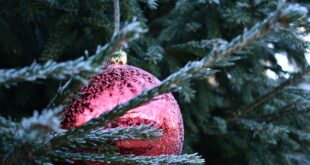 Natale ecosostenibile: l'albero naturale è più ecologico
