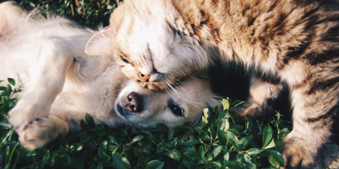 Bautiful, la bellezza di migliorare la vita di cani e gatti