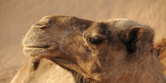 Plastica trovata negli stomaci dei cammelli arabi