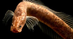 Nuovo pesce Gollum: una nuova famiglia di "fossili viventi"