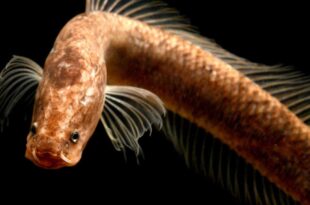 Nuovo pesce Gollum: una nuova famiglia di "fossili viventi"