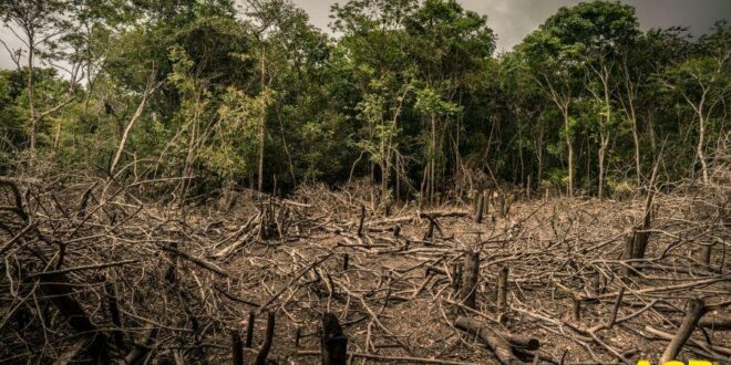 WWF: cancellata una vasta area di foresta