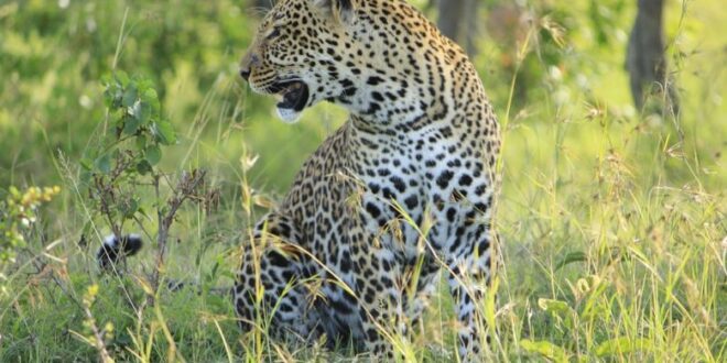 leopardo nel masai mara 780x520 1