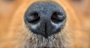 naso di un cane