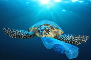 sea turtle and plastic bag Richard Carey 2048x2048 2