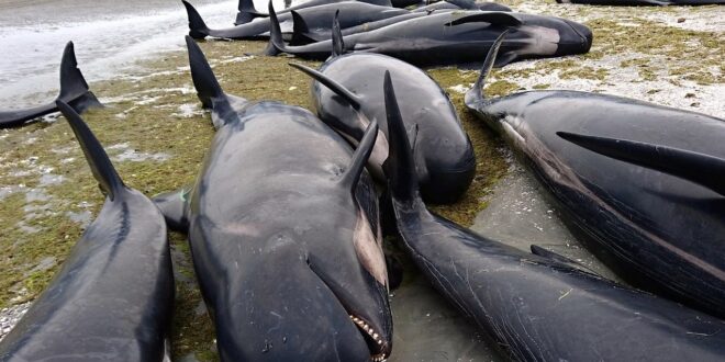 balene spiaggiate strage nuova zelanda
