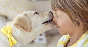 cani sentinella per riconoscere iperglicemia nei bambini