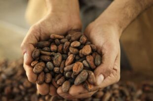 ferrero cacao filiera
