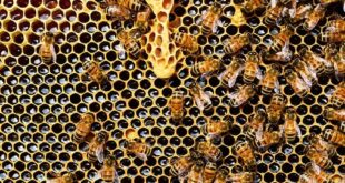 honey bees 337695 340