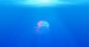 jellyfish 698521 1280