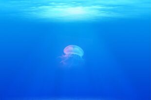 jellyfish 698521 1280