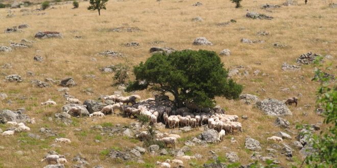 pastore pecore marmilla