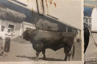 foto del toro ZAR importato dalla Svizzera con operai della SBS ad Arborea OR