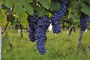 grapes 4549804 1920