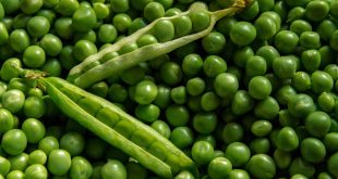 piselli legume verde stagione
