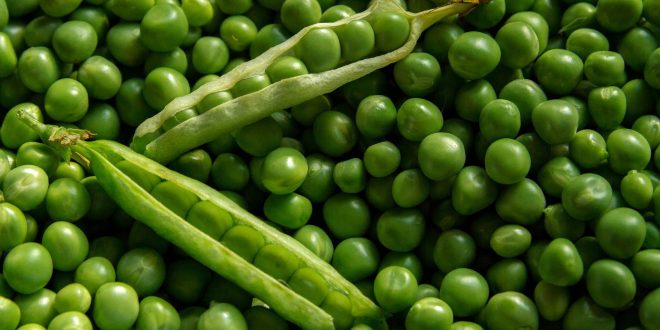 piselli legume verde stagione