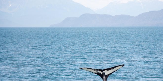 Boe per proteggere le balene nellAtlantico