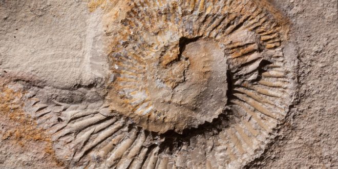 ammonite 197309 1920