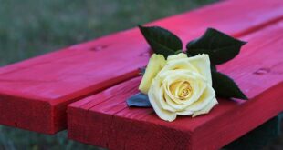 yellow rose on red bench 3626740 340