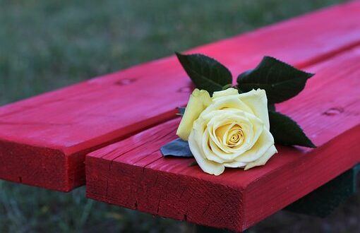 yellow rose on red bench 3626740 340